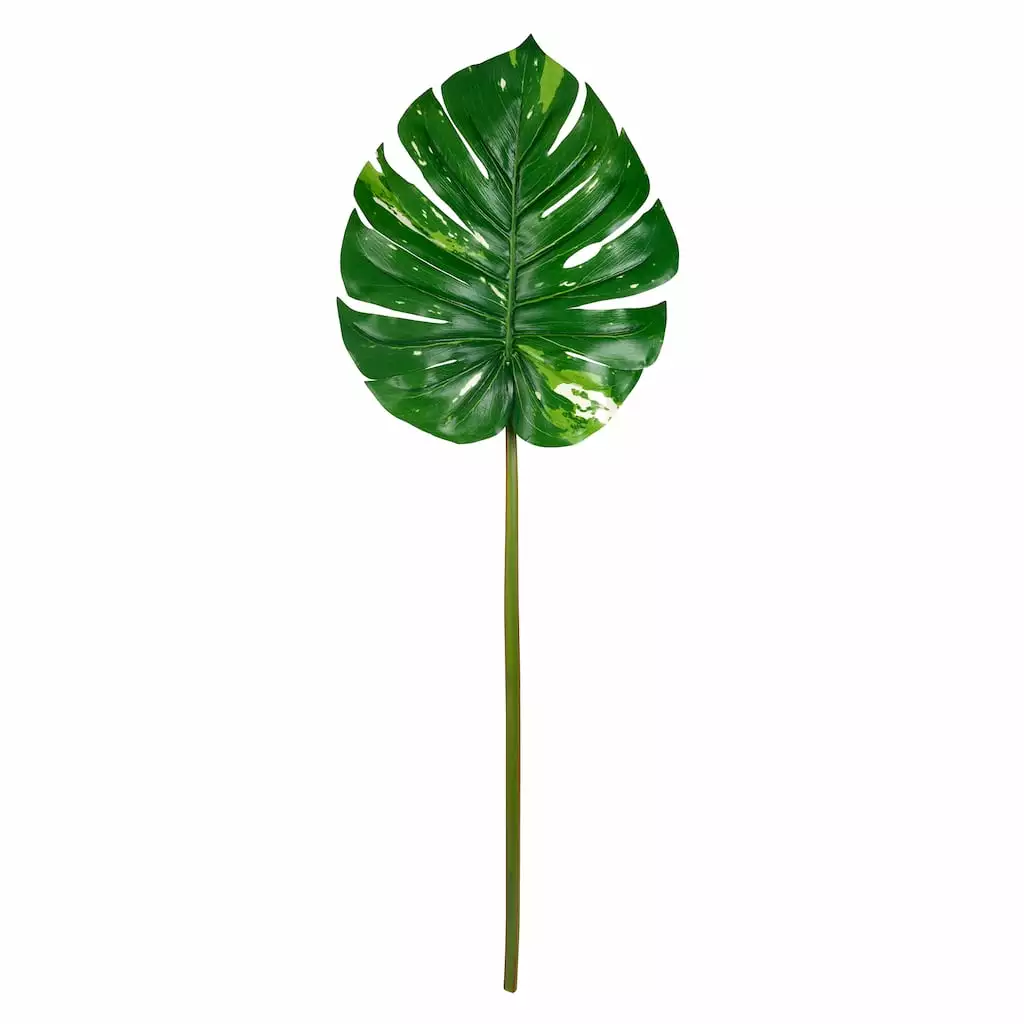 Best Pirce ✨ 12 Pack: Monstera Leaf Stem by Ashland® 🔔 3 Best Pirce ✨ 12 Pack: Monstera Leaf Stem by Ashland® 🔔