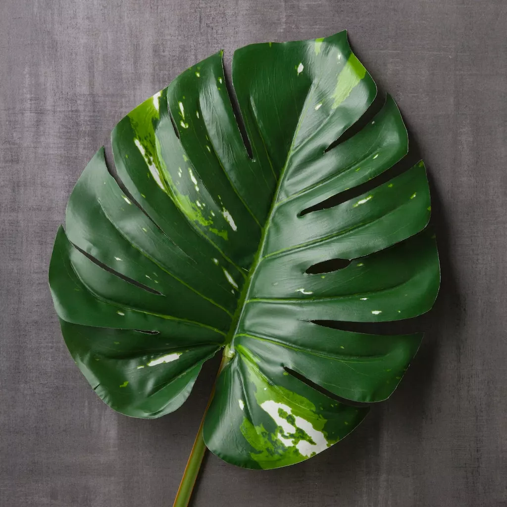 Best Sale 🎉 Monstera Leaf Stem by Ashland® 🔥 4 Best Sale 🎉 Monstera Leaf Stem by Ashland® 🔥 - Image 2