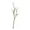 Discount 🤩 8 Pack: Brown Bare Birch Branch by Ashland® 🤩