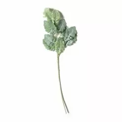 Wholesale ⌛ Green Dusty Miller Stem by Ashland® 🎉