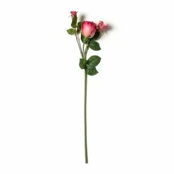 Coupon 😀 Fuchsia Rose Stem by Ashland® ⌛