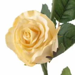 Buy 🥰 White Rose Stem by Ashland® 🔔 7 Buy 🥰 White Rose Stem by Ashland® 🔔 -Ashland Sale Store 10626882 20