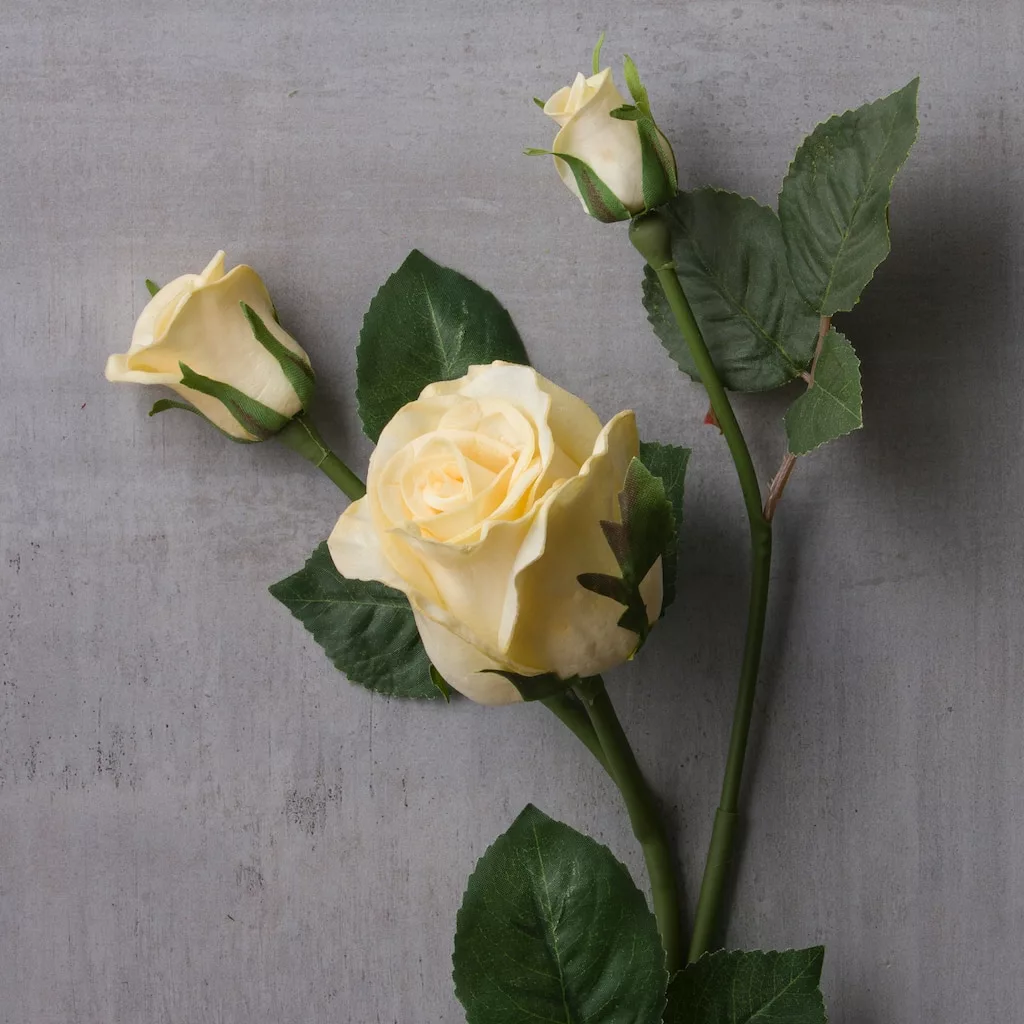 Buy 🥰 White Rose Stem by Ashland® 🔔 4 Buy 🥰 White Rose Stem by Ashland® 🔔 - Image 2