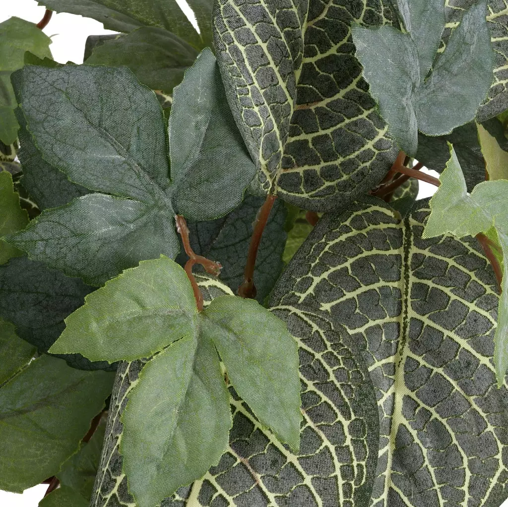 Promo 🛒 6 Pack: Green Hanging Fittonia Bush by Ashland® ⭐ 4 Promo 🛒 6 Pack: Green Hanging Fittonia Bush by Ashland® ⭐ - Image 2