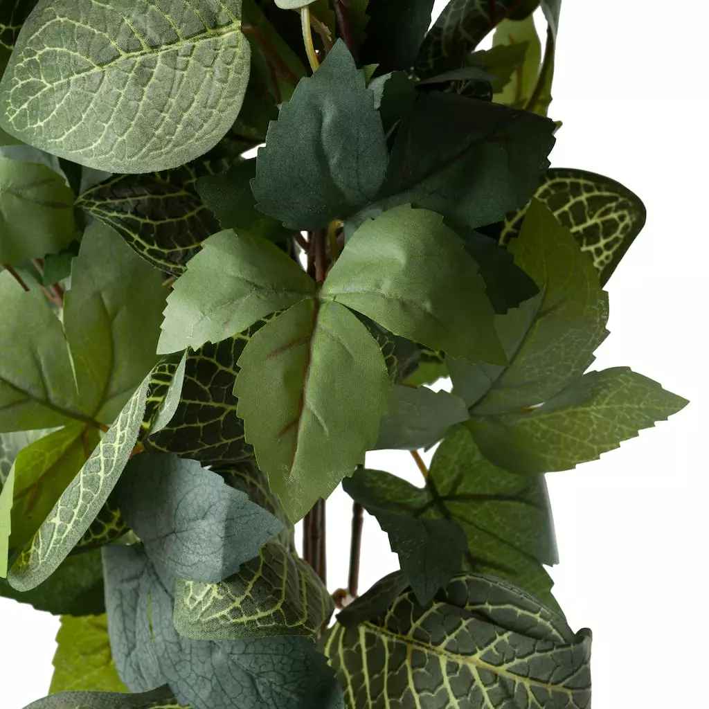 Promo 🛒 6 Pack: Green Hanging Fittonia Bush by Ashland® ⭐ 5 Promo 🛒 6 Pack: Green Hanging Fittonia Bush by Ashland® ⭐ - Image 3