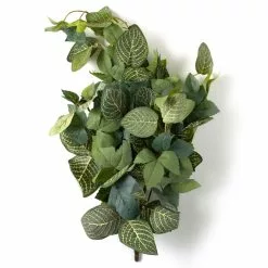 Deals 🎉 Green Hanging Fittonia Bush by Ashland® ⌛ -Ashland Sale Store 10626924 21