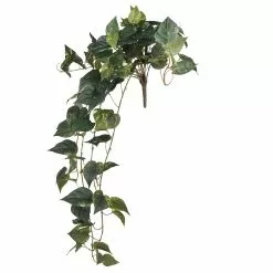Best Pirce 🛒 6 Pack: Hanging Pothos Bush by Ashland® ✔️