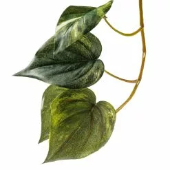 Discount 😉 Hanging Pothos Bush by Ashland® ✔️ -Ashland Sale Store 10626927 20