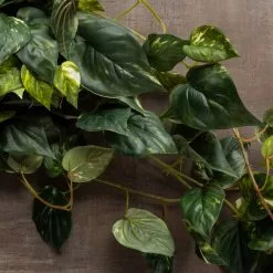 Discount 😉 Hanging Pothos Bush by Ashland® ✔️ -Ashland Sale Store 10626927 25