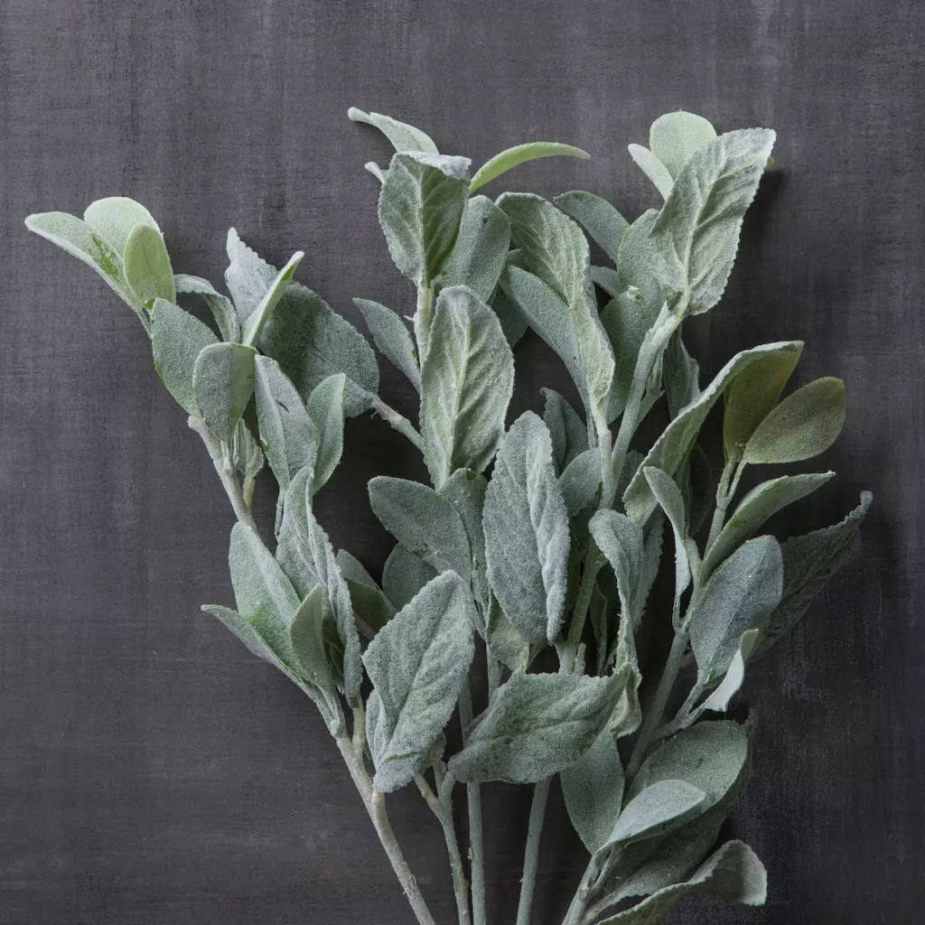 Best reviews of ✨ Lamb's Ear Bush by Ashland® 😀 4 Best reviews of ✨ Lamb's Ear Bush by Ashland® 😀 - Image 2