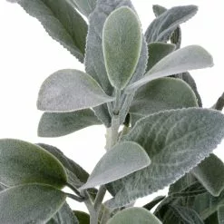 Best reviews of ✨ Lamb's Ear Bush by Ashland® 😀 8 Best reviews of ✨ Lamb's Ear Bush by Ashland® 😀 -Ashland Sale Store 10626928 3