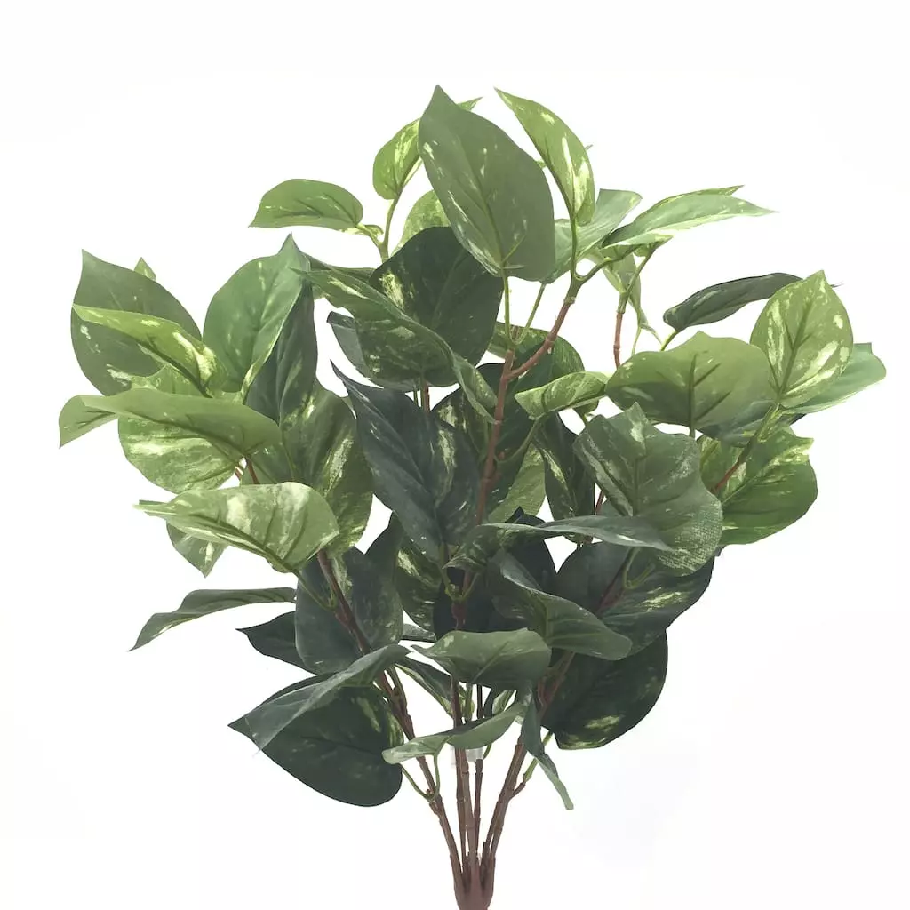 Best Pirce 🔔 Green Pothos Bush by Ashland® 🔔 3 Best Pirce 🔔 Green Pothos Bush by Ashland® 🔔