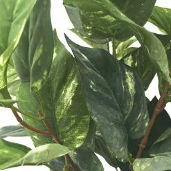 Coupon 😍 6 Pack: Green Pothos Bush by Ashland® 💯 -Ashland Sale Store 10626988 2 1