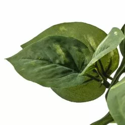 Best Pirce 🔔 Green Pothos Bush by Ashland® 🔔 11 Best Pirce 🔔 Green Pothos Bush by Ashland® 🔔 -Ashland Sale Store 10626988 20