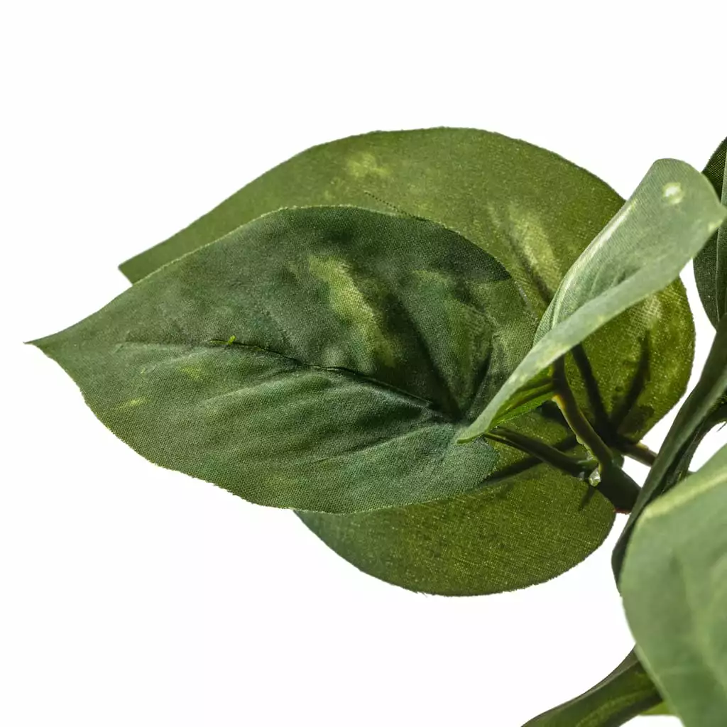 Best Pirce 🔔 Green Pothos Bush by Ashland® 🔔 7 Best Pirce 🔔 Green Pothos Bush by Ashland® 🔔 - Image 5