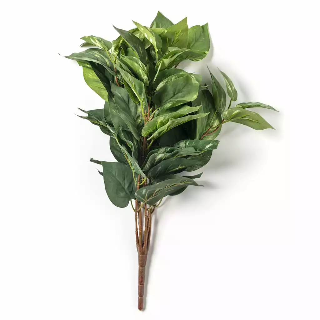 Best Pirce 🔔 Green Pothos Bush by Ashland® 🔔 5 Best Pirce 🔔 Green Pothos Bush by Ashland® 🔔 - Image 3