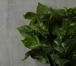 Best Pirce 🔔 Green Pothos Bush by Ashland® 🔔 10 Best Pirce 🔔 Green Pothos Bush by Ashland® 🔔 -Ashland Sale Store 10626988 25