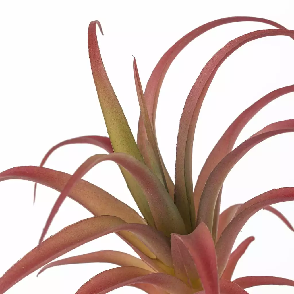 Discount 😉 24 Pack: Assorted Succulent Pick by Ashland® ⭐ 5 Discount 😉 24 Pack: Assorted Succulent Pick by Ashland® ⭐ - Image 3