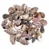 Best deal ✔️ 12 Pack: Natural & Dark Mixed Shells by Ashland® ⭐ -Ashland Sale Store 10627359 2 1