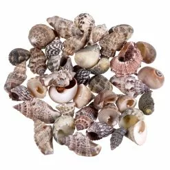 Top 10 ✨ Natural Small Sea Shell Mix by Ashland® 🥰