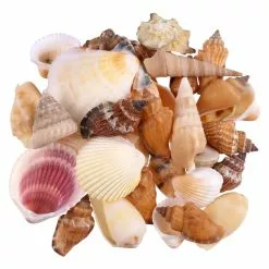 Coupon 🔔 12 Pack: Natural Mixed Shells by Ashland® 🎉