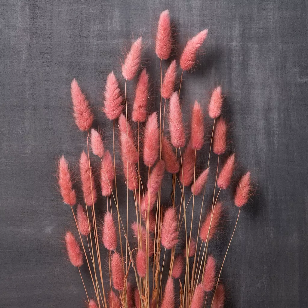 Flash Sale ✔️ Assorted Lagurus Bundle by Ashland® ✔️ 4 Flash Sale ✔️ Assorted Lagurus Bundle by Ashland® ✔️ - Image 2