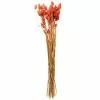 Cheap 🌟 6 Pack: Coral Poa Grass Bundle by Ashland® 🌟