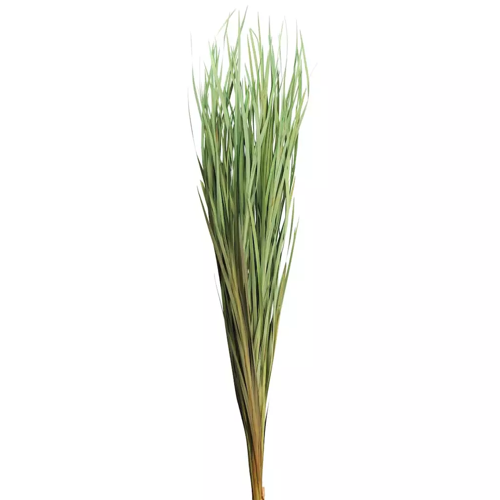 Cheapest ⌛ 8 Pack: Green Magnolia Flax Grass Bundle by Ashland® ⌛ 3 Cheapest ⌛ 8 Pack: Green Magnolia Flax Grass Bundle by Ashland® ⌛