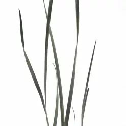 Brand new 🧨 Green Magnolia Flax Grass Bundle by Ashland® ✔️ -Ashland Sale Store 10646374 20