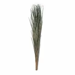 Brand new 🧨 Green Magnolia Flax Grass Bundle by Ashland® ✔️