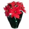Top 10 👏 Red Potted Poinsettia with Green Foil by Ashland® 👍
