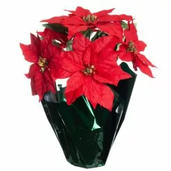 Top 10 👏 Red Potted Poinsettia with Green Foil by Ashland® 👍
