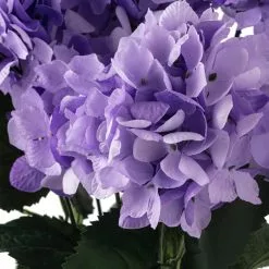 Coupon 😍 Purple Hydrangea Bush by Ashland® 👍 -Ashland Sale Store 10677449 20