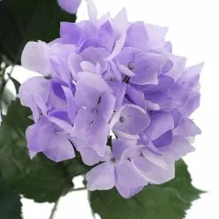 Coupon 😍 Purple Hydrangea Bush by Ashland® 👍 -Ashland Sale Store 10677449 3