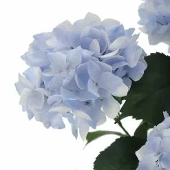 Best reviews of 👏 Light Blue Hydrangea Bush by Ashland® 😀 -Ashland Sale Store 10677452 3 1