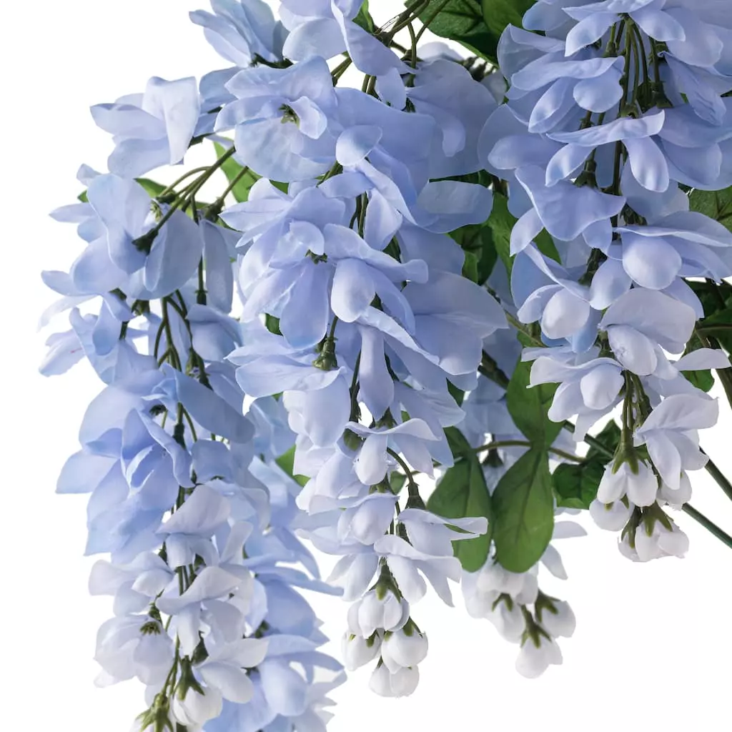Top 10 🛒 12 Pack: Blue Wisteria Bush by Ashland® 🌟 4 Top 10 🛒 12 Pack: Blue Wisteria Bush by Ashland® 🌟 - Image 2
