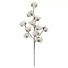 Coupon ⌛ Cotton Stem by Ashland® 😀 -Ashland Sale Store 10679177 1