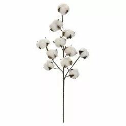 Coupon ⌛ Cotton Stem by Ashland® 😀