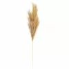 Budget ❤️ Wispy Pampas Grass Stem by Ashland® ✨ -Ashland Sale Store 10679178 1