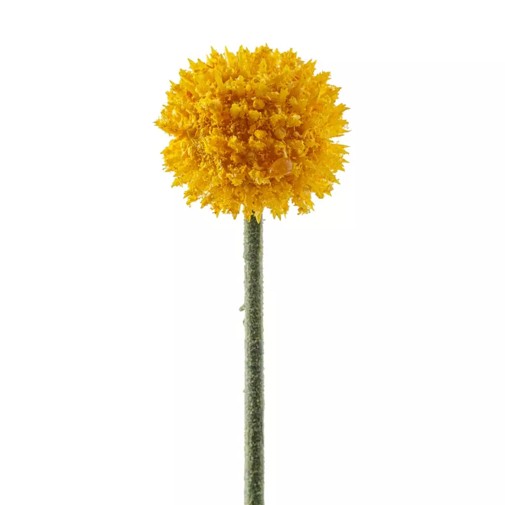 Outlet 🔔 Yellow Billy Ball Stem by Ashland® 😉 6 Outlet 🔔 Yellow Billy Ball Stem by Ashland® 😉 - Image 4