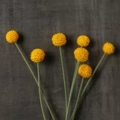 Outlet 🔔 Yellow Billy Ball Stem by Ashland® 😉 11 Outlet 🔔 Yellow Billy Ball Stem by Ashland® 😉 -Ashland Sale Store 10679191 25