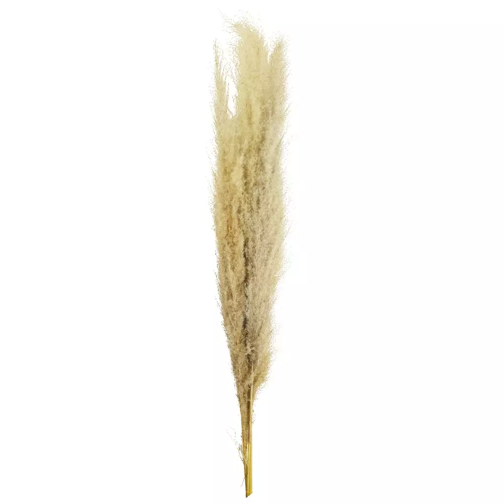 New โญ 6 Pack: Natural Brown Pampas Bunch by Ashland® ๐ 3 New โญ 6 Pack: Natural Brown Pampas Bunch by Ashland® ๐
