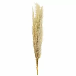 Cheapest ⌛ Natural Brown Pampas Bunch by Ashland® 👏