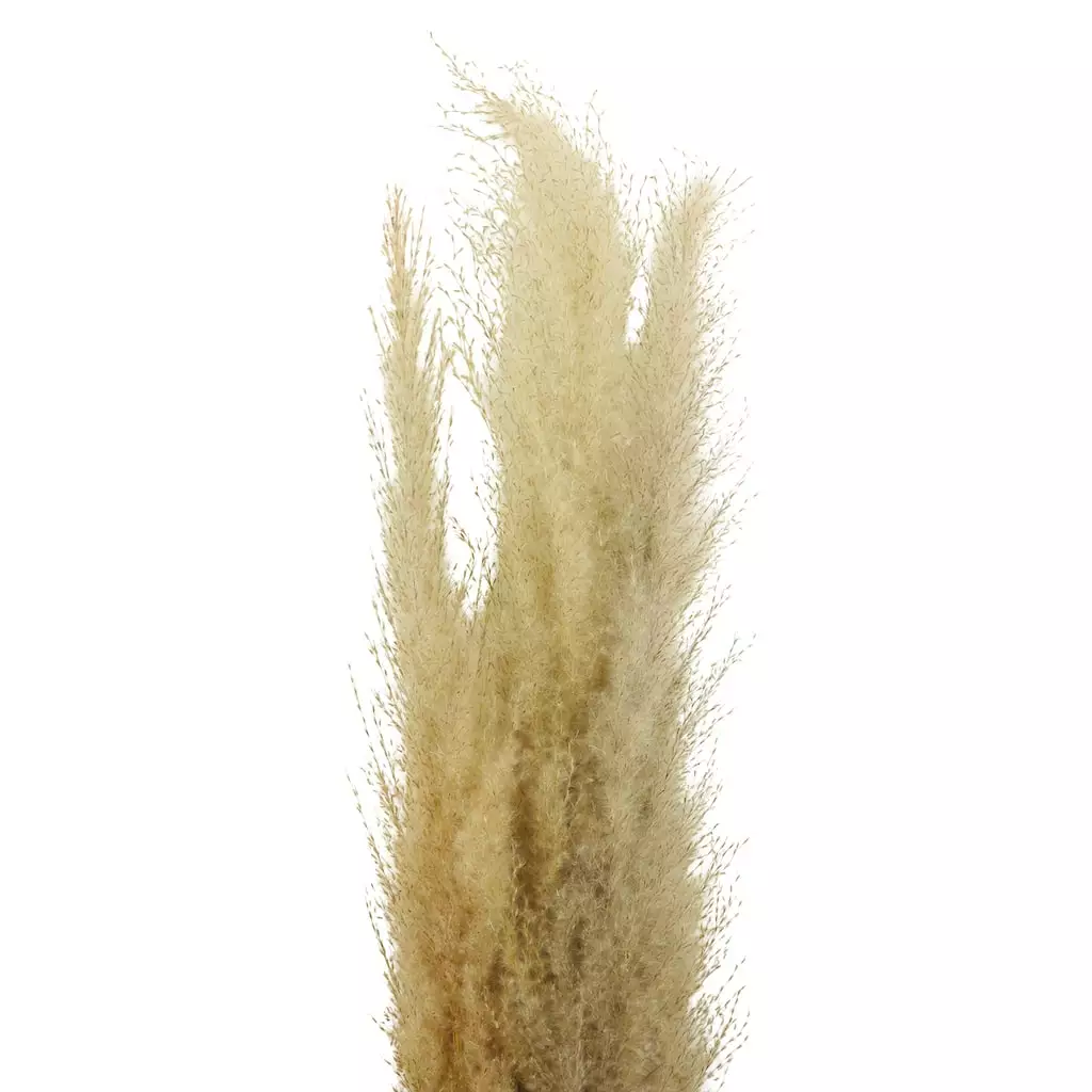 Cheapest โ Natural Brown Pampas Bunch by Ashland® ๐ 4 Cheapest โ Natural Brown Pampas Bunch by Ashland® ๐ - Image 2