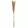 Discount ⭐ 6 Pack: Mini Natural Brown Pampas Bunch by Ashland® ✨