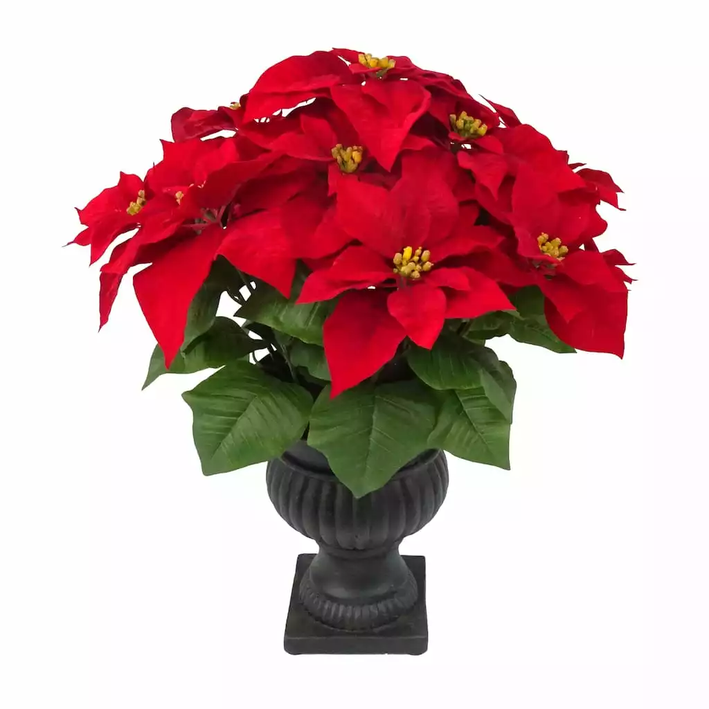 Hot Sale 💯 24" Deluxe Potted Red Poinsettia by Ashland® ✔️ 3 Hot Sale 💯 24" Deluxe Potted Red Poinsettia by Ashland® ✔️
