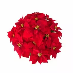 Hot Sale 💯 24" Deluxe Potted Red Poinsettia by Ashland® ✔️ 5 Hot Sale 💯 24" Deluxe Potted Red Poinsettia by Ashland® ✔️ -Ashland Sale Store 10700083 2
