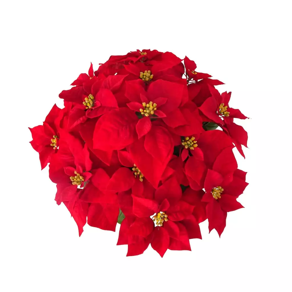 Hot Sale 💯 24" Deluxe Potted Red Poinsettia by Ashland® ✔️ 4 Hot Sale 💯 24" Deluxe Potted Red Poinsettia by Ashland® ✔️ - Image 2