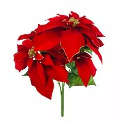Best Pirce 🔥 Red Poinsettia Bush with Gold Edge by Ashland® ✨