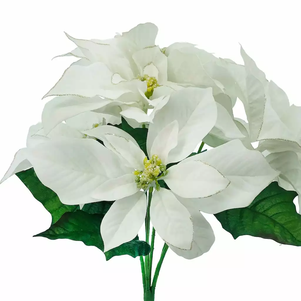 Budget โค๏ธ White Poinsettia Bush by Ashland® ๐ 4 Budget โค๏ธ White Poinsettia Bush by Ashland® ๐ - Image 2